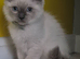 RAGDOLL KITTEN BOY