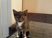 1 kitten looking for new home