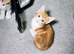 STUNNING KITTENS READY NOW