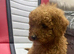 Kc Reg Red Miniature Poodles Available Now
