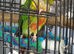 Pine apple conure