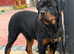 Top Bloodline Rottweiler pup