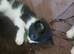 Home raised kittens very frienly