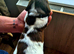 Working Springer Spaniels