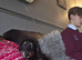 Longhaired Minature Dachshund puppies