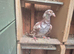 Choc pied cock