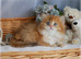 Unique longhair golden female BLH hy 11