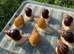 Albino Giant African Snails for sale!