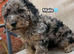 3cockapoo puppies left to a loving home