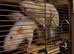 3 Male Rats