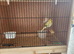Canaries