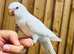 Quaker parrot