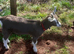 Toggenburg Goat Young Doe (Pedigree Billy Covered) & Doelings