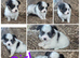 Papillion puppies
