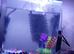 Small fish tank with fish