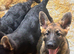 German Shepherd Puppy &ndash; 22 Weeks Old &ndash; Back Up for Sale