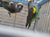 Stunning pair meyers parrot