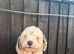 Beautiful Cockapoo Puppies – 1 Boy & 5 Girls – Ready for Loving Homes – £800