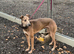Mika 15 month old collie bull greyhound