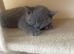 Pedigree british shorthairs