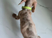 Stunning Miniature Dachshunds