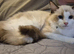 7 TICA Registered Kittens For Sale