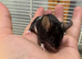 Really friendly black & white male fancy mouse