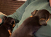 Jack Russell puppy (boy)