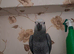 For sale Baby African grey