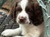 Kc reg springer spaniel puppies ftch working parents