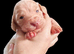 Beautiful cocker spaniel puppies