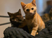 Kittens
