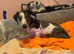 Miniature dapple dachshund