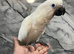 Friendly HandReared Super Tame Cuddly Umbrella Cockatoo Parrot,30