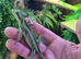 Eastern Casque Headed iguanas