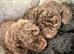TINY HEALTH TESTED FB1 COCKAPOOS