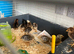 12 gorgeous mixed chicks 1 week old