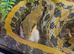 CB21 Female Tiwanese Beauty Rat Snake