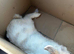 Lion head rabbit