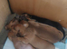 Daushund pups 4 wks old