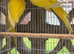 Bonded pair of yellow Ring Neck