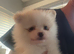 Pomeranian puppies