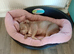 Rehome