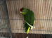 Baby kakarikis