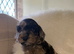 F2 cockapoo puppies