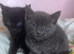 Beautiful Russian black kitten