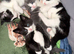 4 loving beautiful kittens ready 15th