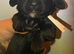 x6 black WC cocker spaniel puppies