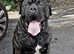 65kg 17 months old Cane Corso