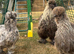 BREEDING TRIO OF SILKIES